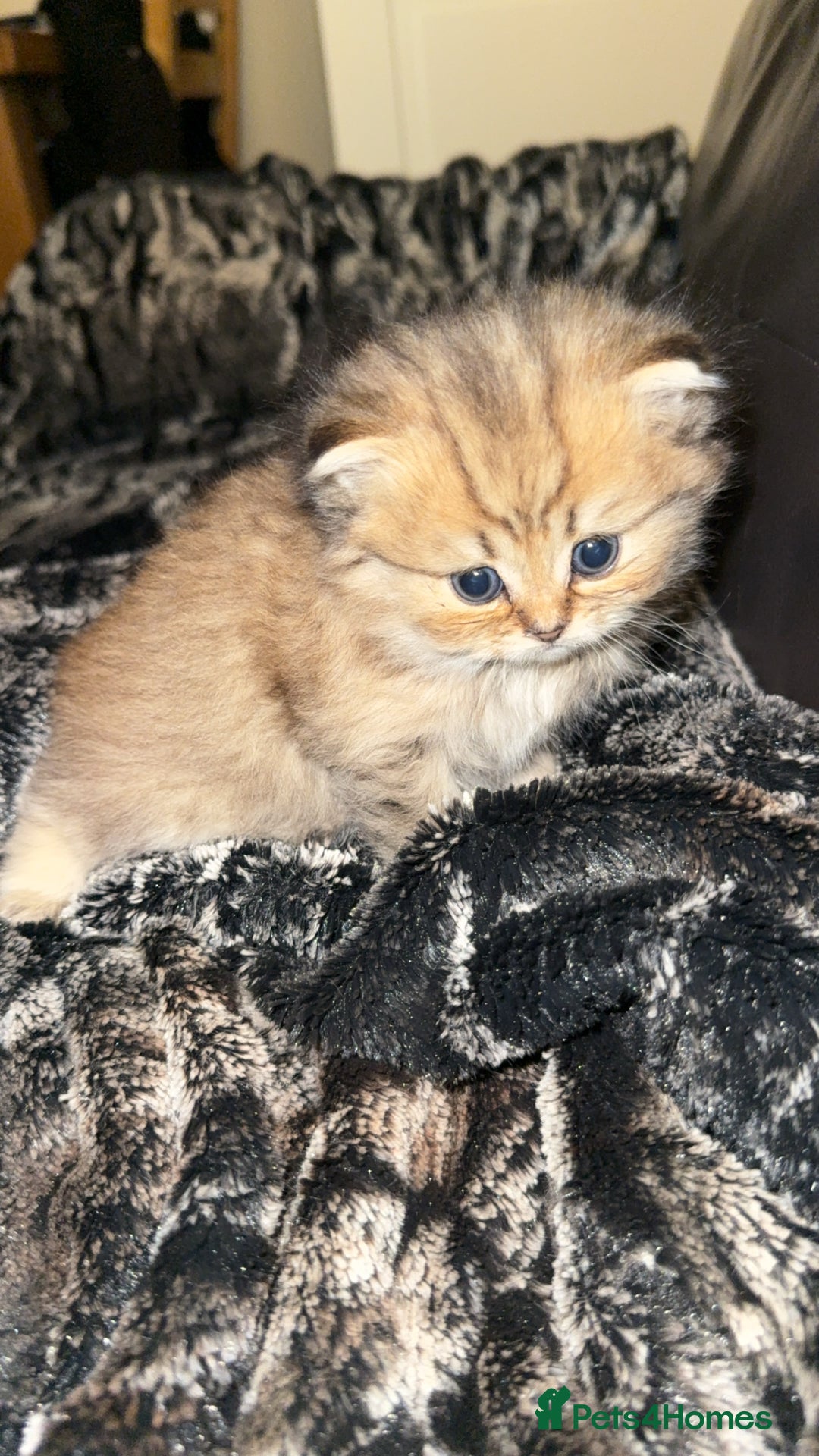 Persian cats for sale: Persian chinchilla kittens  - Advert 14