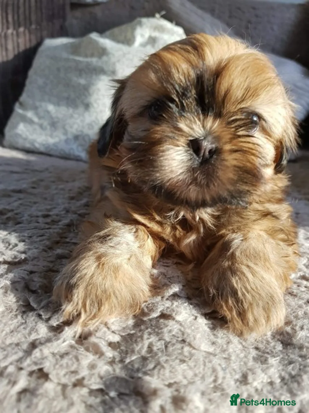 Shih Tzu dogs for stud: Shih tzu stud (Proven) not for sale in Glasgow - Advert 16