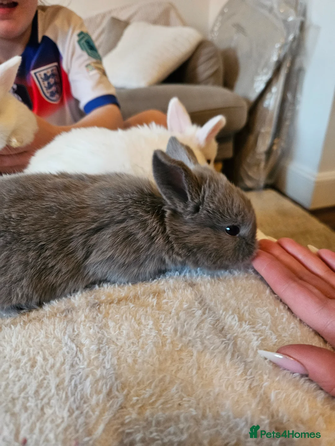 Mixed Breed rabbits for sale: Job lot rabbits  - Advert 4