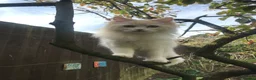 Ragdoll cats for sale: Flame and Seal point kittens  - Advert 3