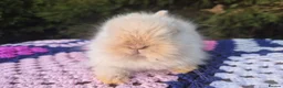 Angora rabbits for sale: 💓OUTSTANDING TEDDYDWERG, IMPORTED PARENTS💙  - Advert 12