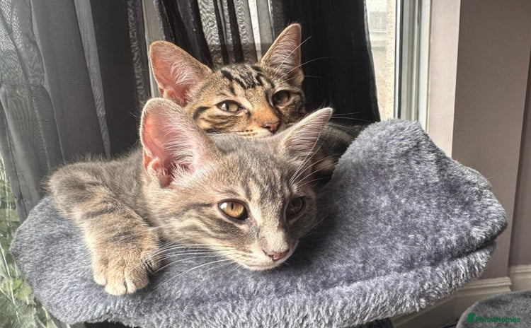 Bengal cats - Advert 3