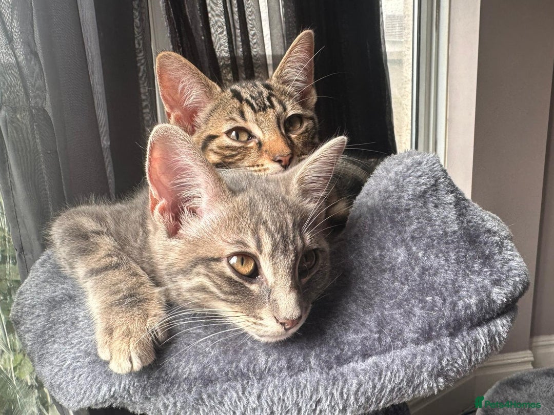 Bengal cats for sale: Gemini grey beauties - Image 4