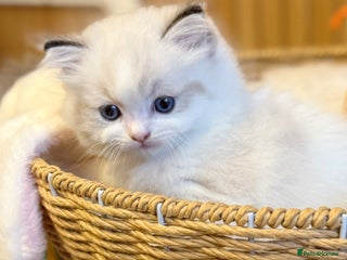 Ragdoll cats DNA Tested Ragdoll Kitten 1 Male Available - Advert 2