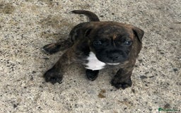Mixed Breed dogs for sale: Jack Russell X Frenchie  - Image 3