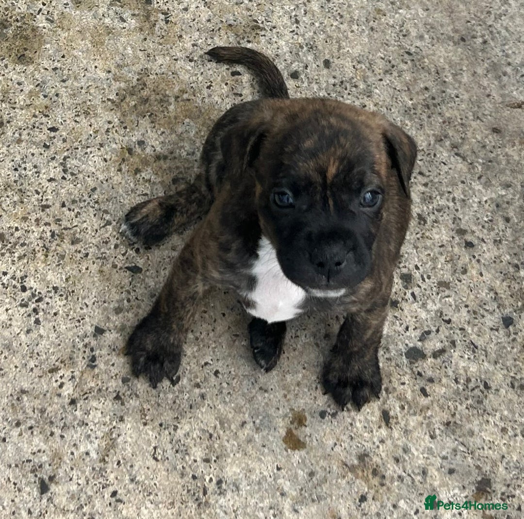 Mixed Breed dogs for sale: Jack Russell X Frenchie  - Image 3