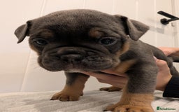 Old Tyme Bulldog dogs for sale: Kyro & Lyla Litter Old Tyme Old English Bullgdog - Image 16
