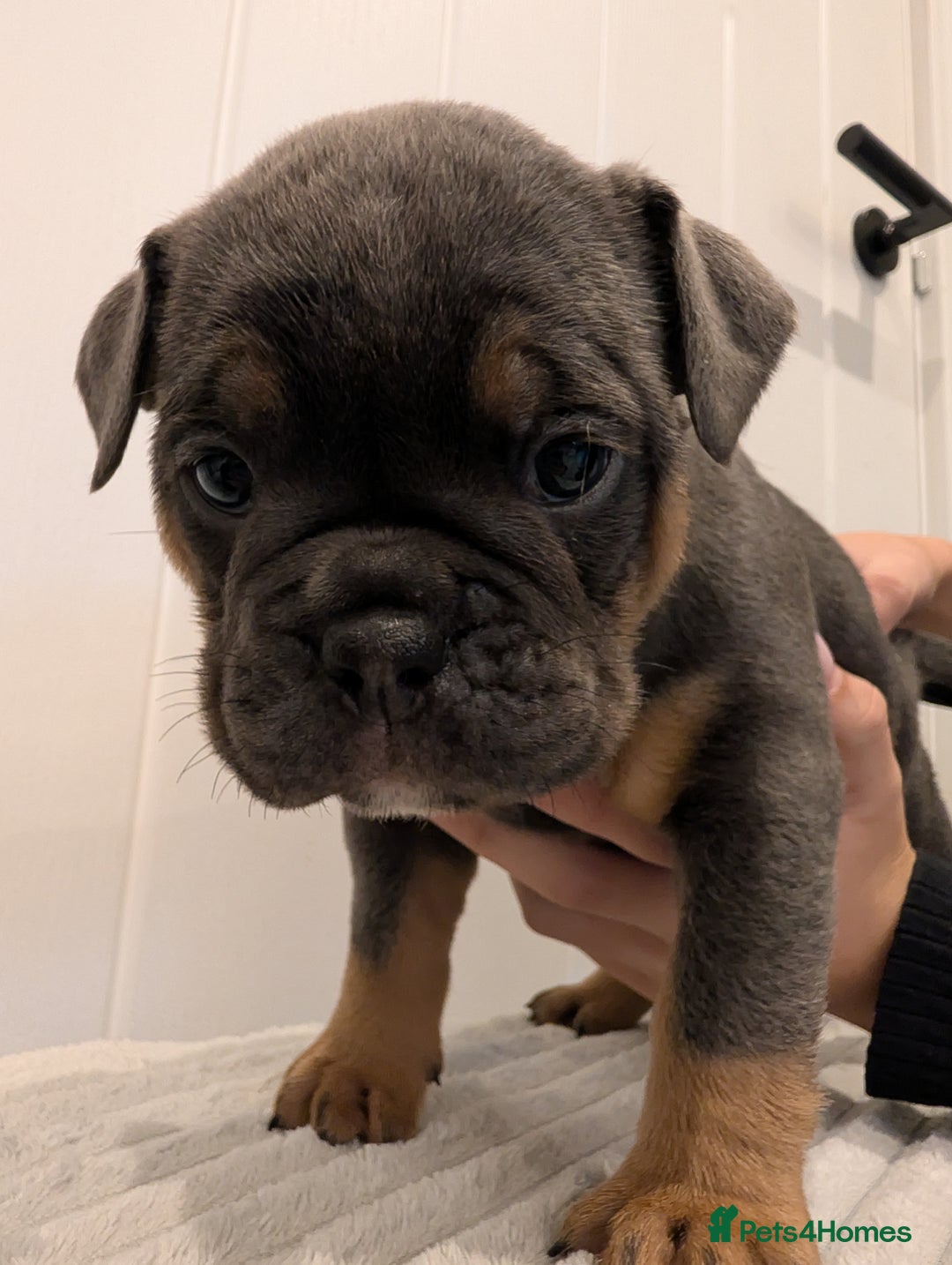 Old Tyme Bulldog dogs for sale: Kyro & Lyla Litter Old Tyme Old English Bullgdog - Image 16