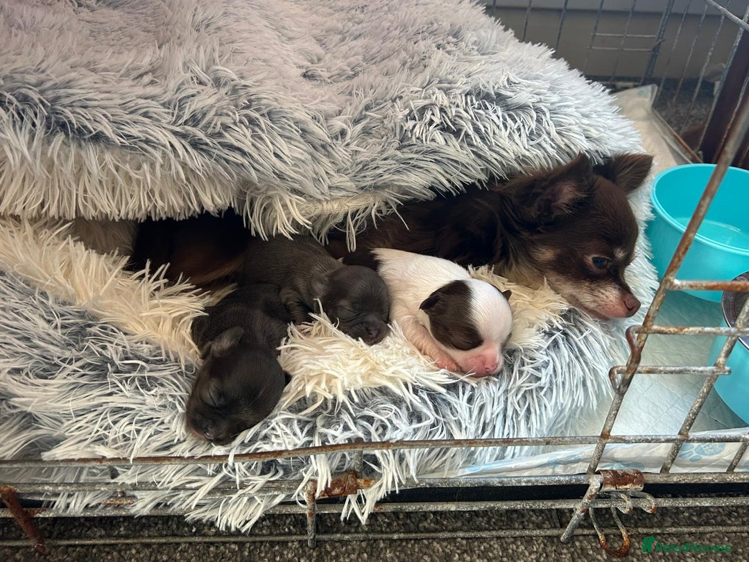 Chihuahua dogs for sale: Chihuahua teacup - Image 20