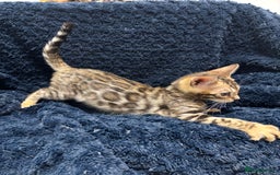 Bengal cats for sale: READY NOW beautiful Bengal Girl kittens TICA reg - Advert 11