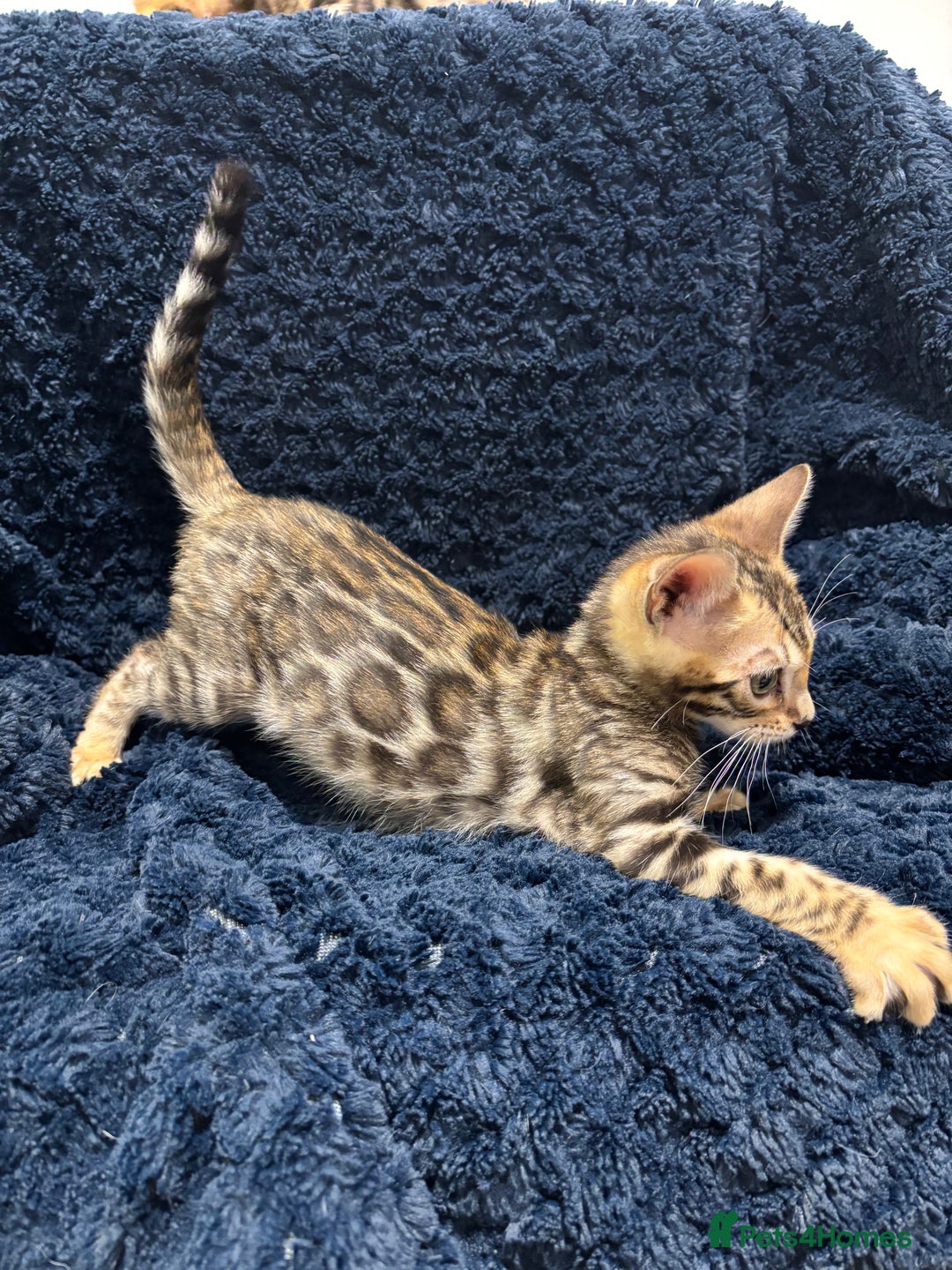 Bengal cats for sale: READY NOW beautiful Bengal Girl kittens TICA reg - Advert 11