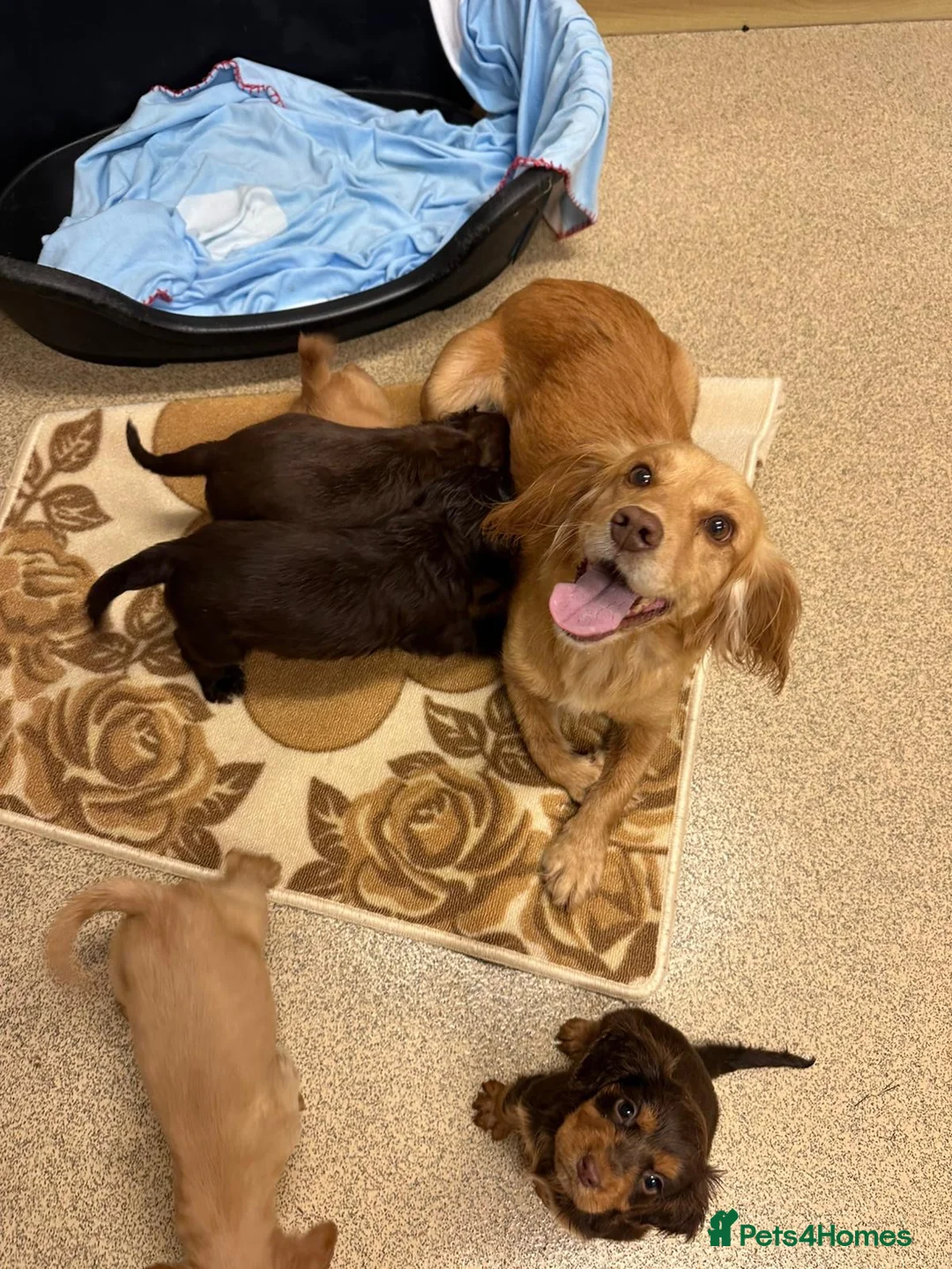 Cocker Spaniel dogs for sale: Kc registered cocker spaniel puppies  - Advert 2
