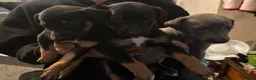 Mixed Breed dogs for sale: Deerhound/greyhound pups - Advert 2