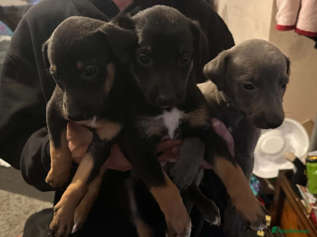 Mixed Breed dogs for sale: Deerhound/greyhound pups - Advert 2