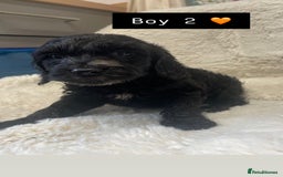 Cockapoo dogs for sale: Cockapoos puppy’s 🐶🐾 - Image 3