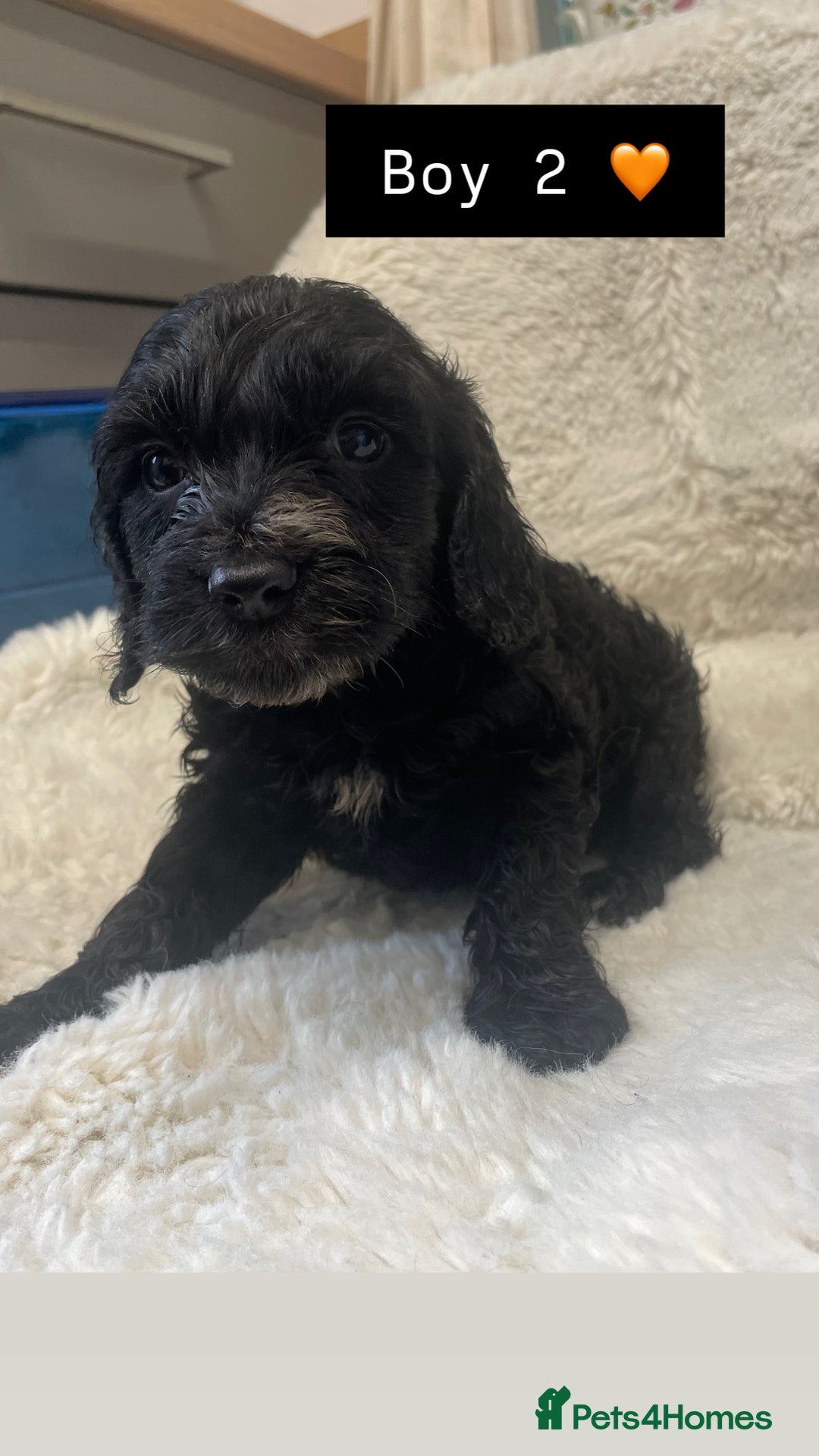 Cockapoo dogs for sale: Cockapoos puppy’s 🐶🐾 - Image 3