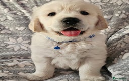 Golden Retriever dogs for sale: Adorable Golden boys for sale  - Advert 1