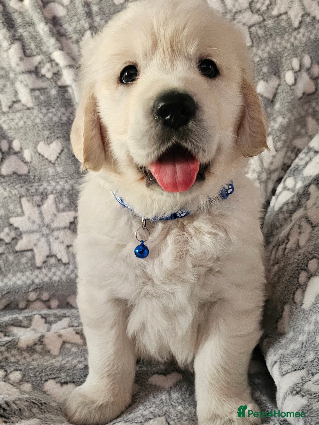 Golden Retriever dogs for sale: Adorable Golden boys for sale  - Advert 1