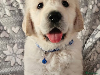 Golden Retriever dogs Adorable Golden boys for sale - Advert 3