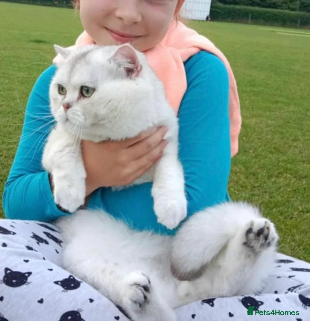 British Shorthair cats for stud: Superb quality NS12 for stud duties ONLY in Alton - Advert 2