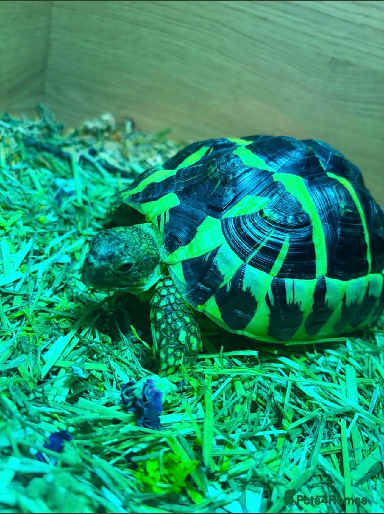 Tortoise reptiles Herman tortoise - Advert 4