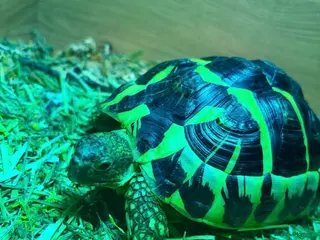 Tortoise reptiles Herman tortoise - Advert 1