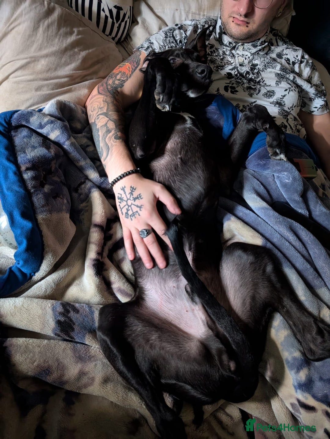 Lurcher dogs for sale: Lucifer looking for his forever home  - Advert 8