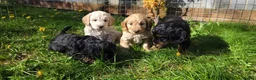 Cockapoo dogs for sale: F1 Cockerpoo Puppies  - Advert 2