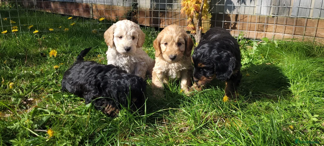 Cockapoo dogs for sale: F1 Cockerpoo Puppies  - Advert 2