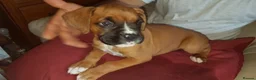 Boxer dogs for stud: Handsome Natural Bobtail Red Dog for Stud in Herne Bay - Advert 7