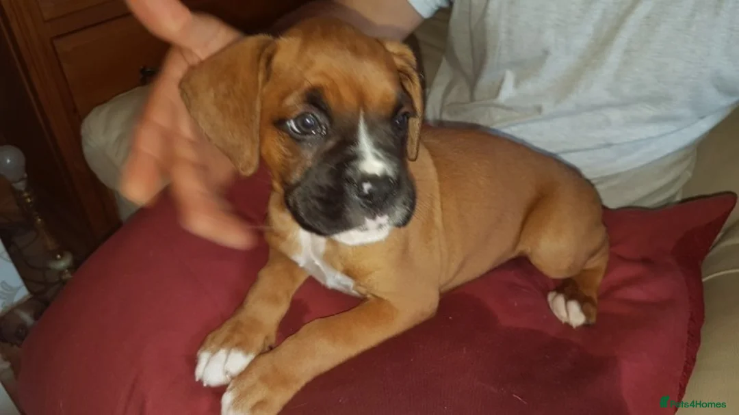 Boxer dogs for stud: Handsome Natural Bobtail Red Dog for Stud in Herne Bay - Advert 7
