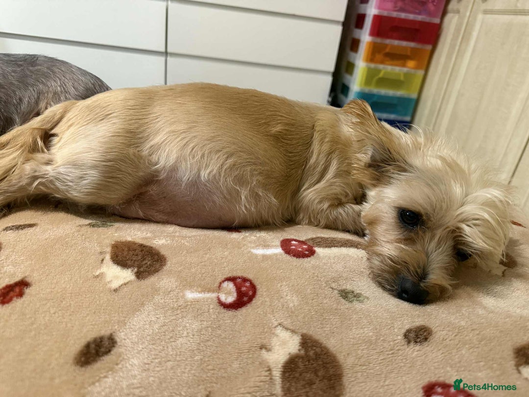 Yorkshire Terrier dogs for sale: Yorkshire Terrier  - Advert 2