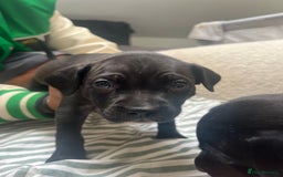 Staffordshire Bull Terrier dogs for sale: Beautiful mixstaffy looking for a forever home - Image 10