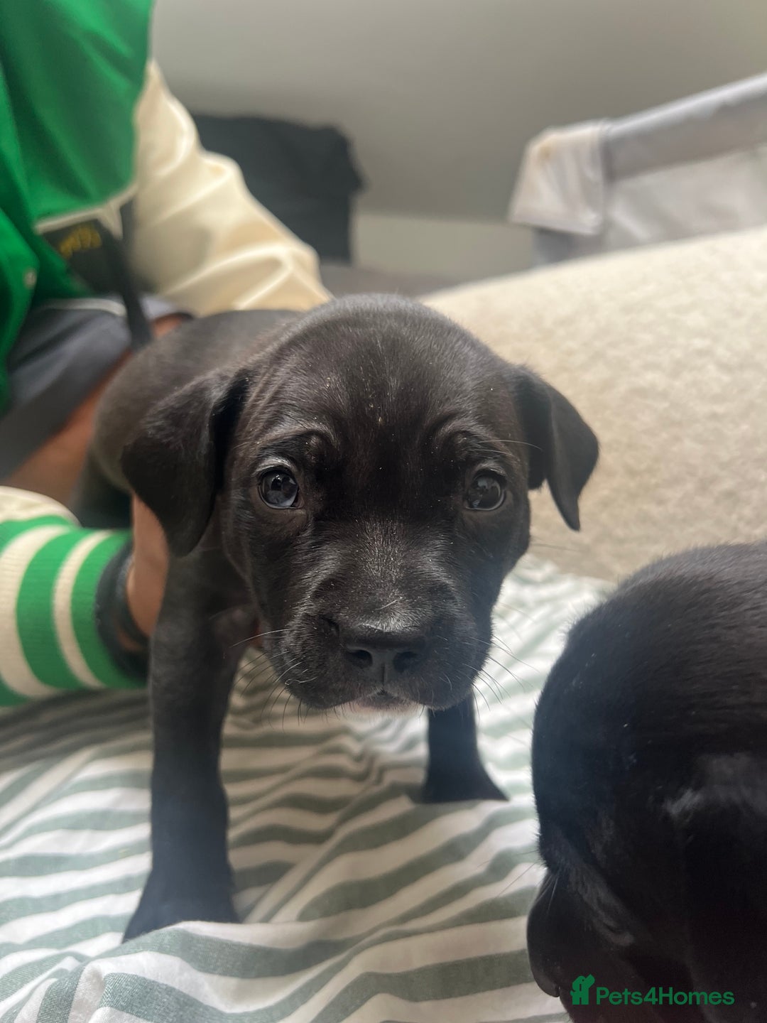 Staffordshire Bull Terrier dogs for sale: Beautiful mixstaffy looking for a forever home - Image 10