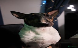 English Bull Terrier dogs for sale: English Bull Terrier - Image 9