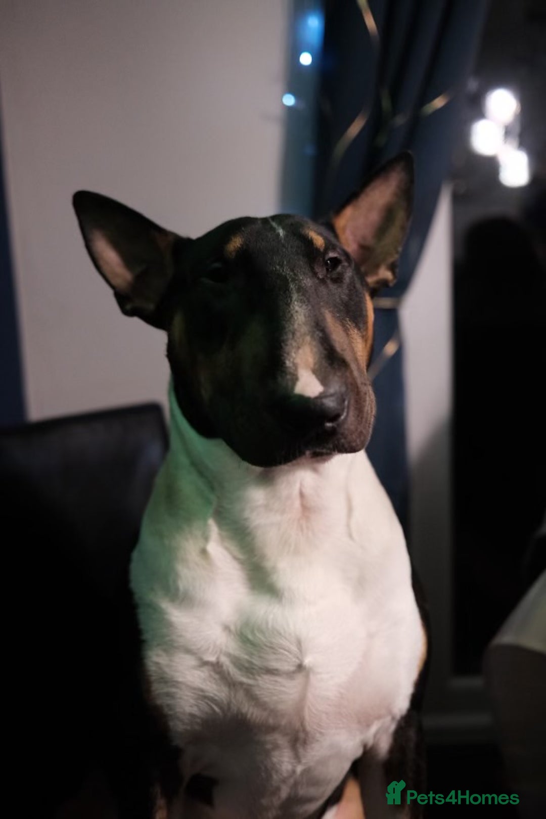 English Bull Terrier dogs for sale: English Bull Terrier - Image 9