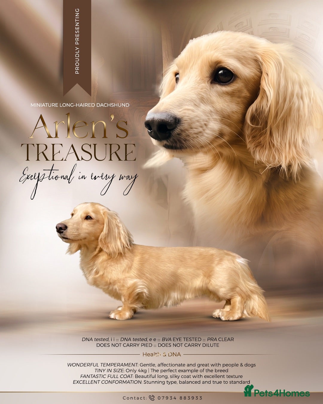 Miniature Dachshund dogs PROVEN KC CREAM MINIATURE LONG DACHSHUND STUD - Advert 5