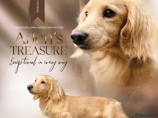 Miniature Dachshund dogs PROVEN KC CREAM MINIATURE LONG DACHSHUND STUD - Advert 5
