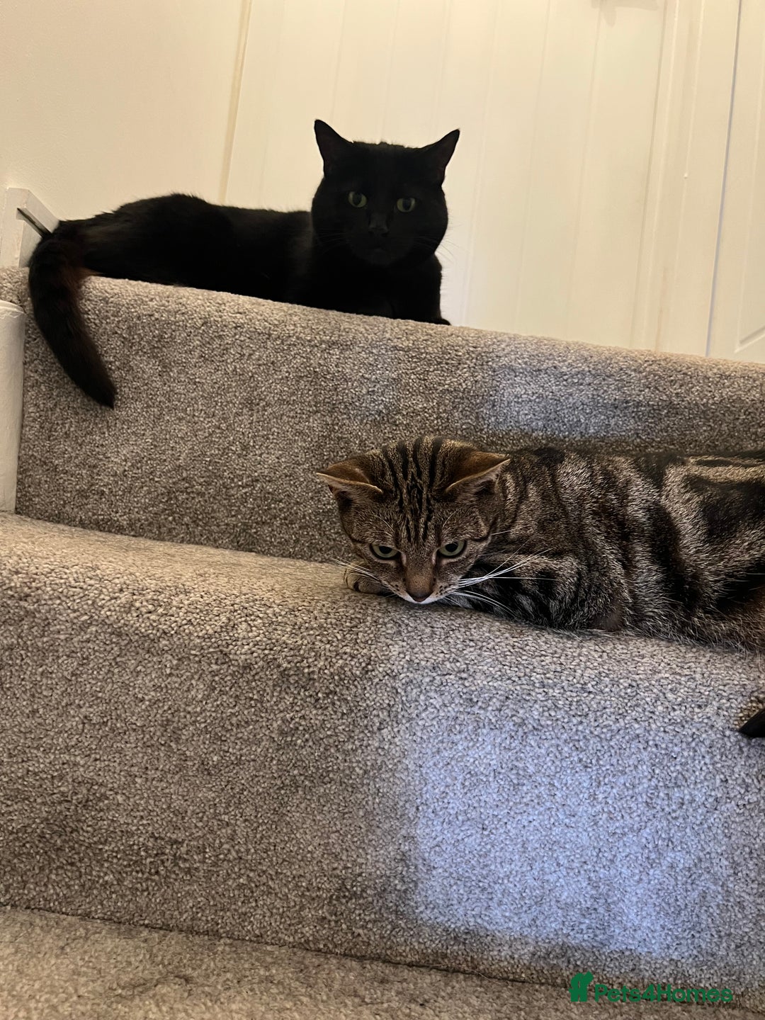 Mixed Breed cats for sale: Must go together! - Advert 11