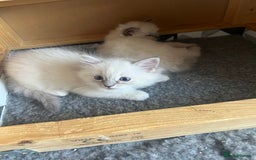 Ragdoll cats for sale: 5 Gccf registered Ragdoll kittens available  - Image 3