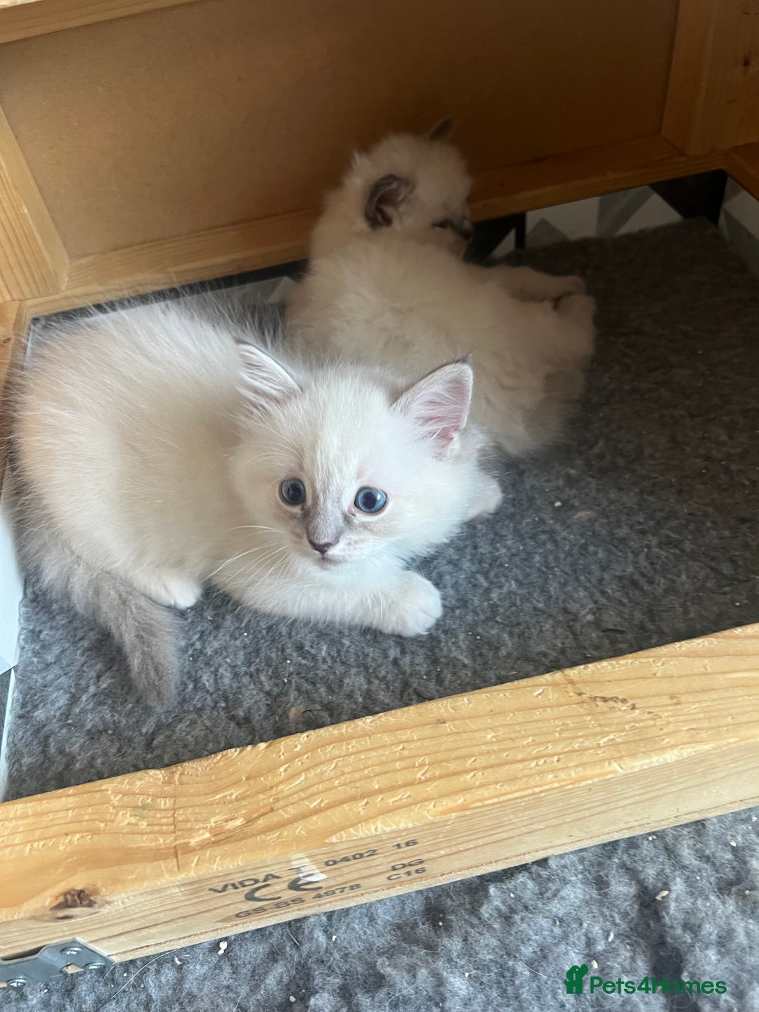 Ragdoll cats for sale: 5 Gccf registered Ragdoll kittens available  - Image 3