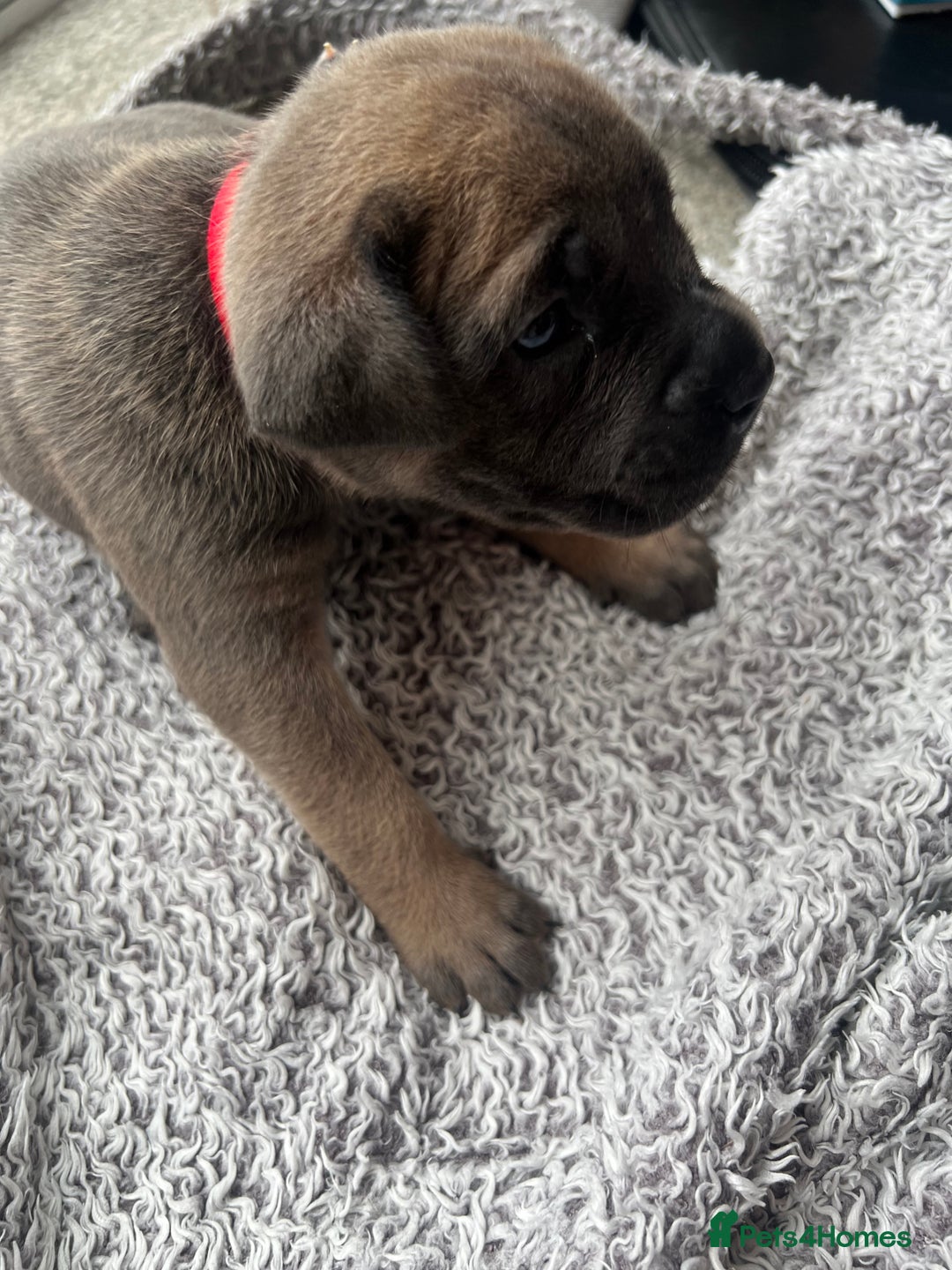 Cane Corso dogs for sale: Cane corsos puppies  - Advert 25