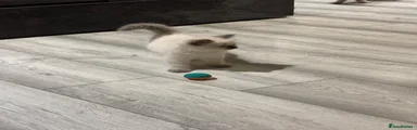 Ragdoll 3
