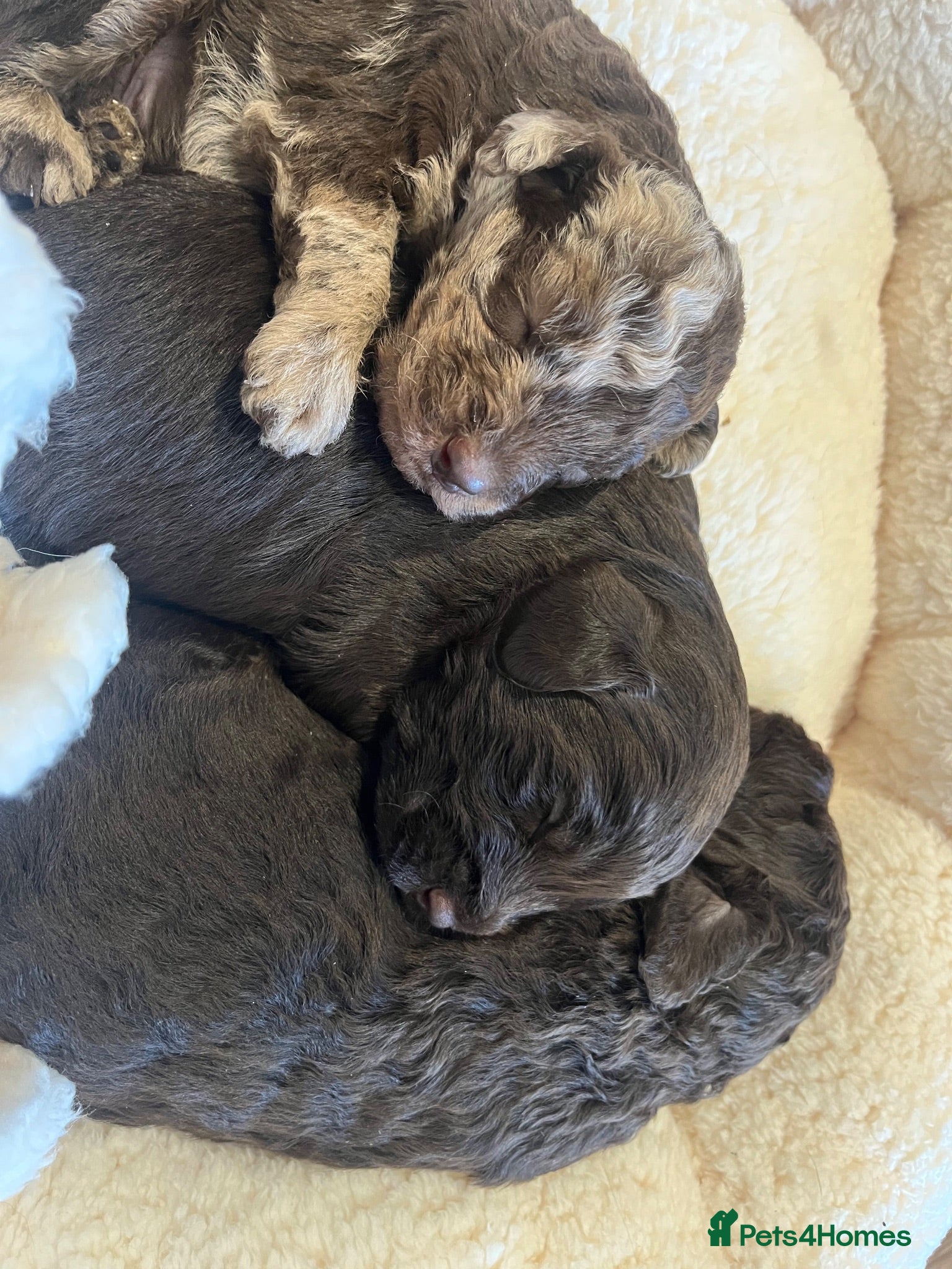 Labradoodle dogs Miniature F1B Labradoodle Puppies - Advert 2