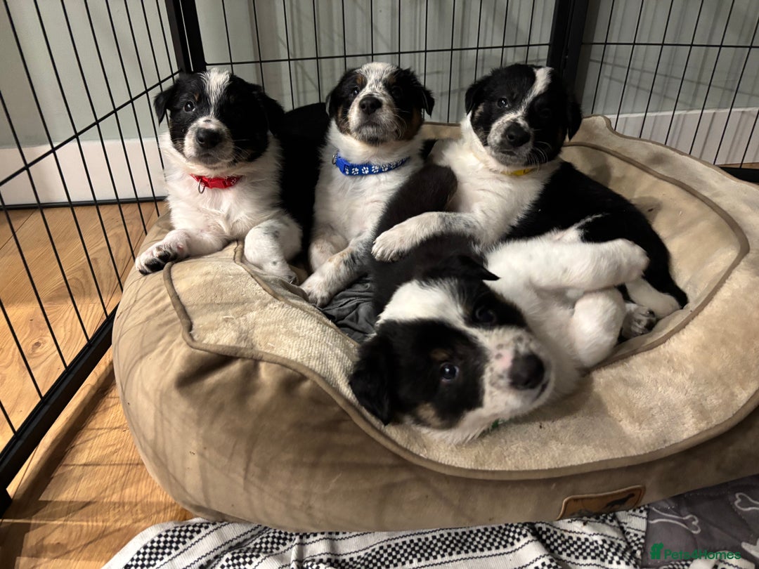 Border Collie dogs for sale: Unique Tri colour and piebald Border Collies  - Image 16