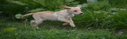 Labrador Retriever dogs for sale: Exceptional kc reg labradors  in Thirsk - Advert 5