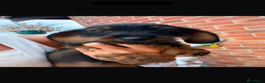 Miniature Dachshund 5 - salmon girl 