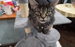 Maine Coon cats for sale: Maine coon  - Image 4
