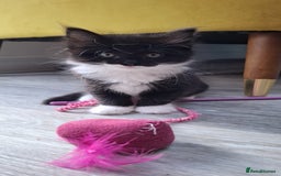 Ragdoll cats for sale: 3 Male Kittens Ragdoll X Turkish Angora  - Image 4