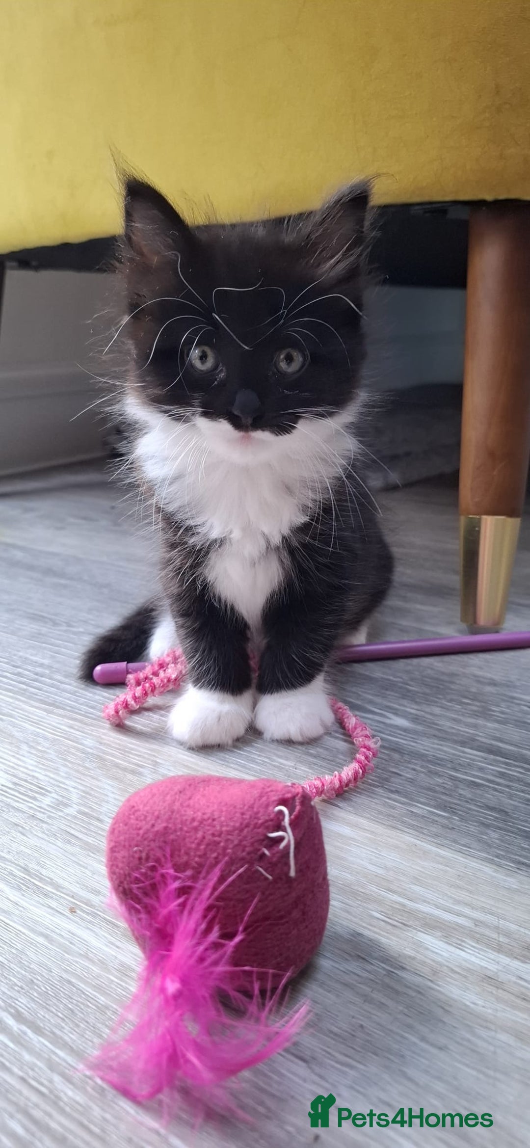 Ragdoll cats for sale: 3 Male Kittens Ragdoll X Turkish Angora  - Image 4